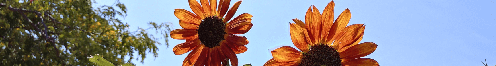 Yellow flowers