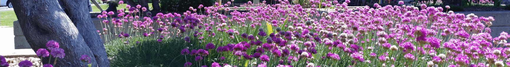 Purple flowers